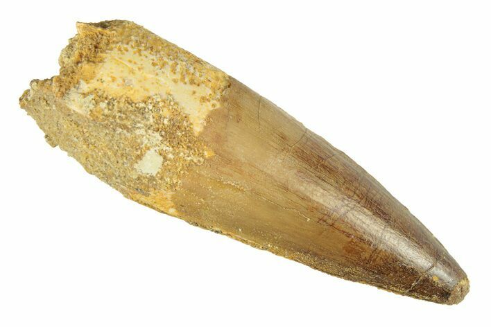 Fossil Spinosaurus Tooth - Real Dinosaur Tooth #268315
